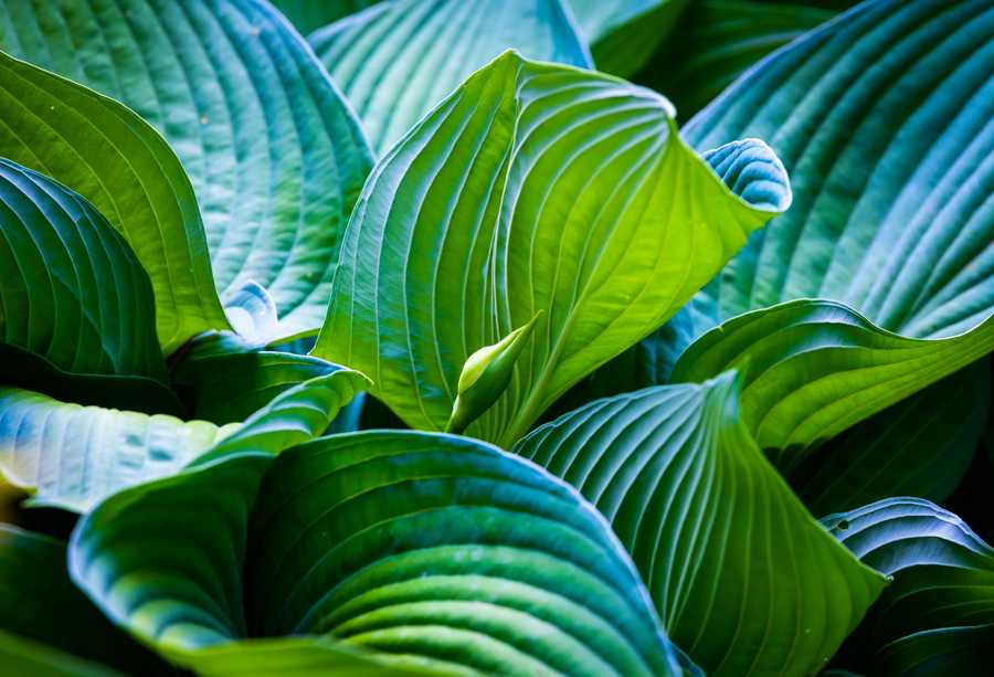 Grafika wektorowa programy – omówienie i analiza