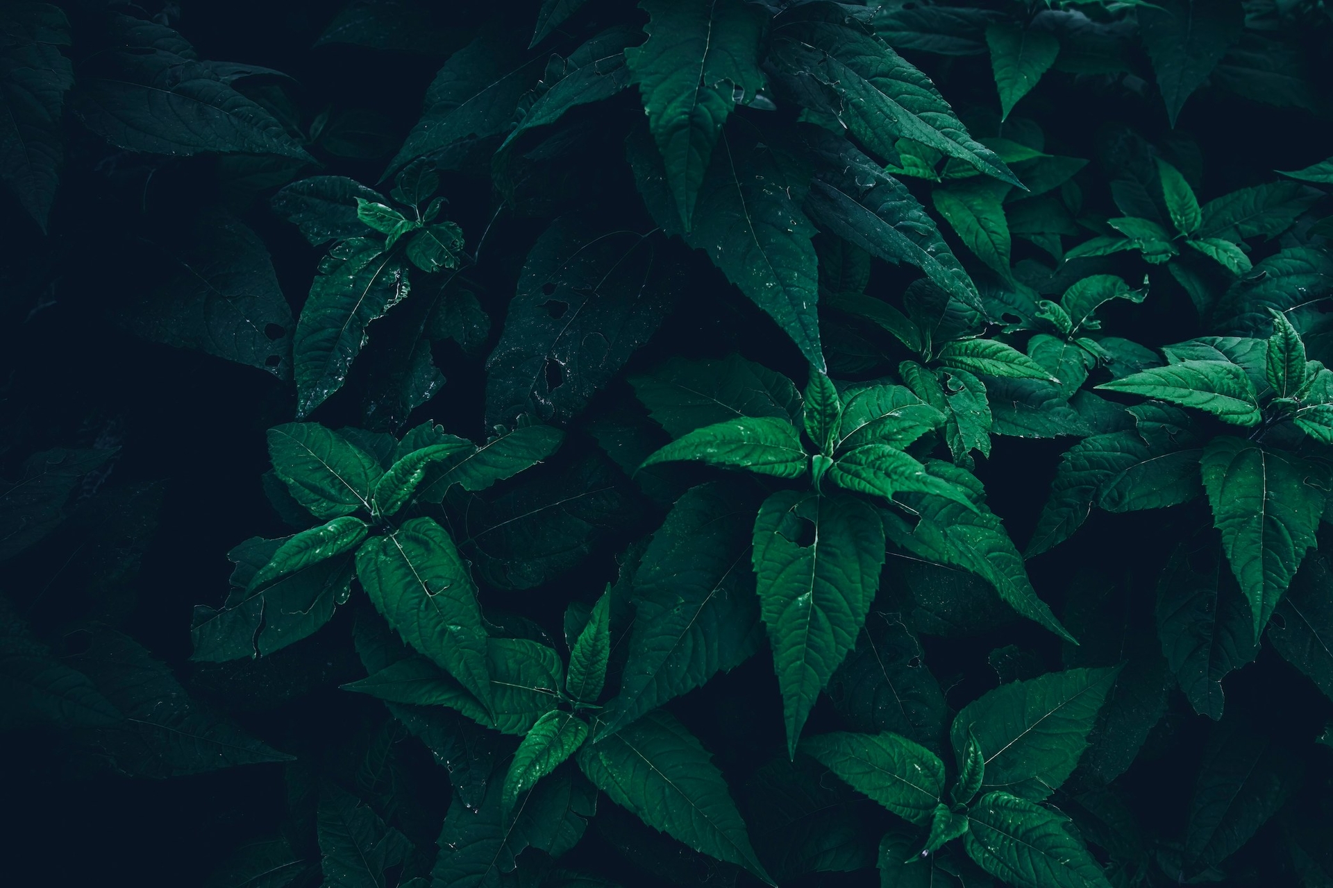 Jak zredukować koszty utrzymania strony internetowej nawet o 90% dzięki nowoczesnym technologiom