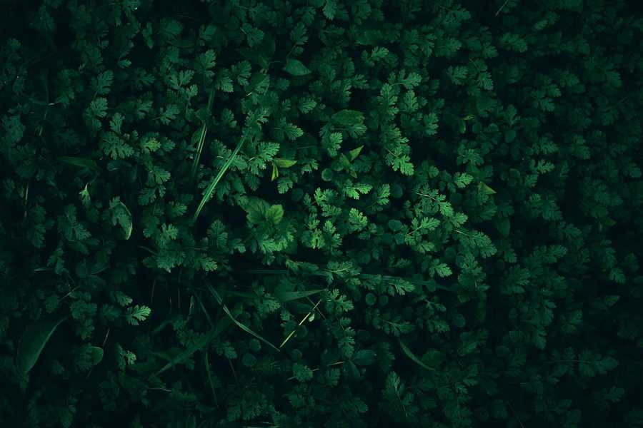 Grafika rastrowa i wektorowa – jakie są różnice?